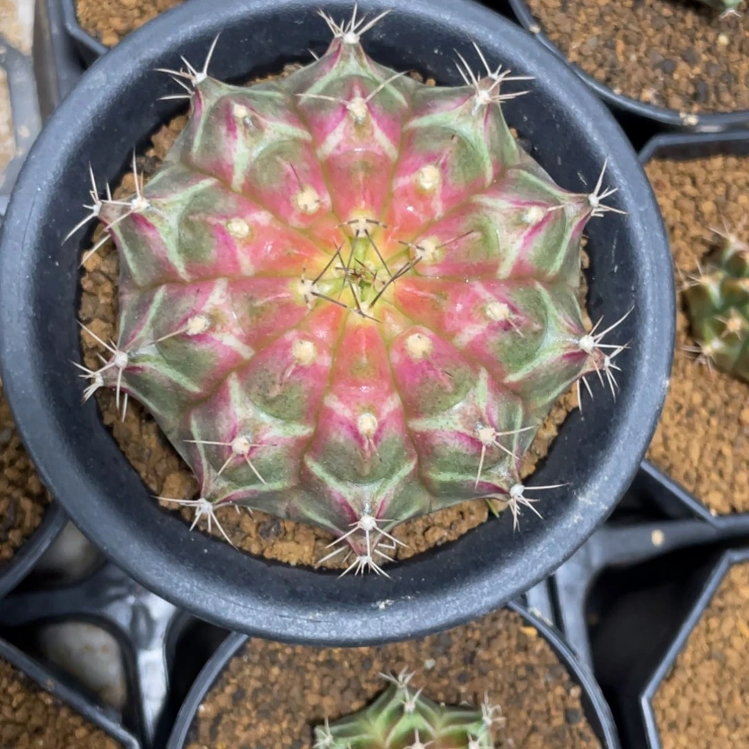 当前无花朵，栽培后可花朵粉轮回