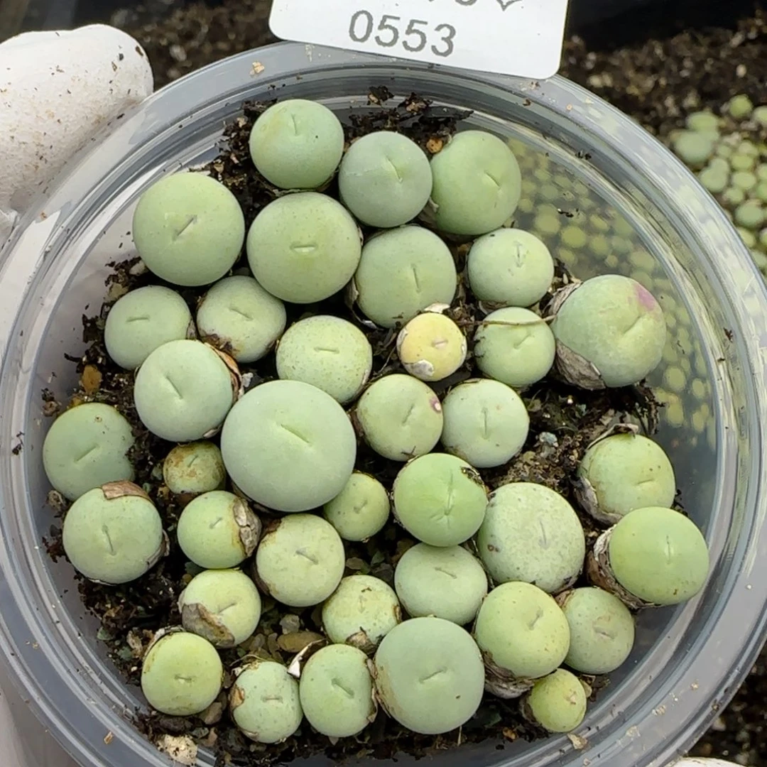 0553。默认脱土。18包邮。偏远88包邮