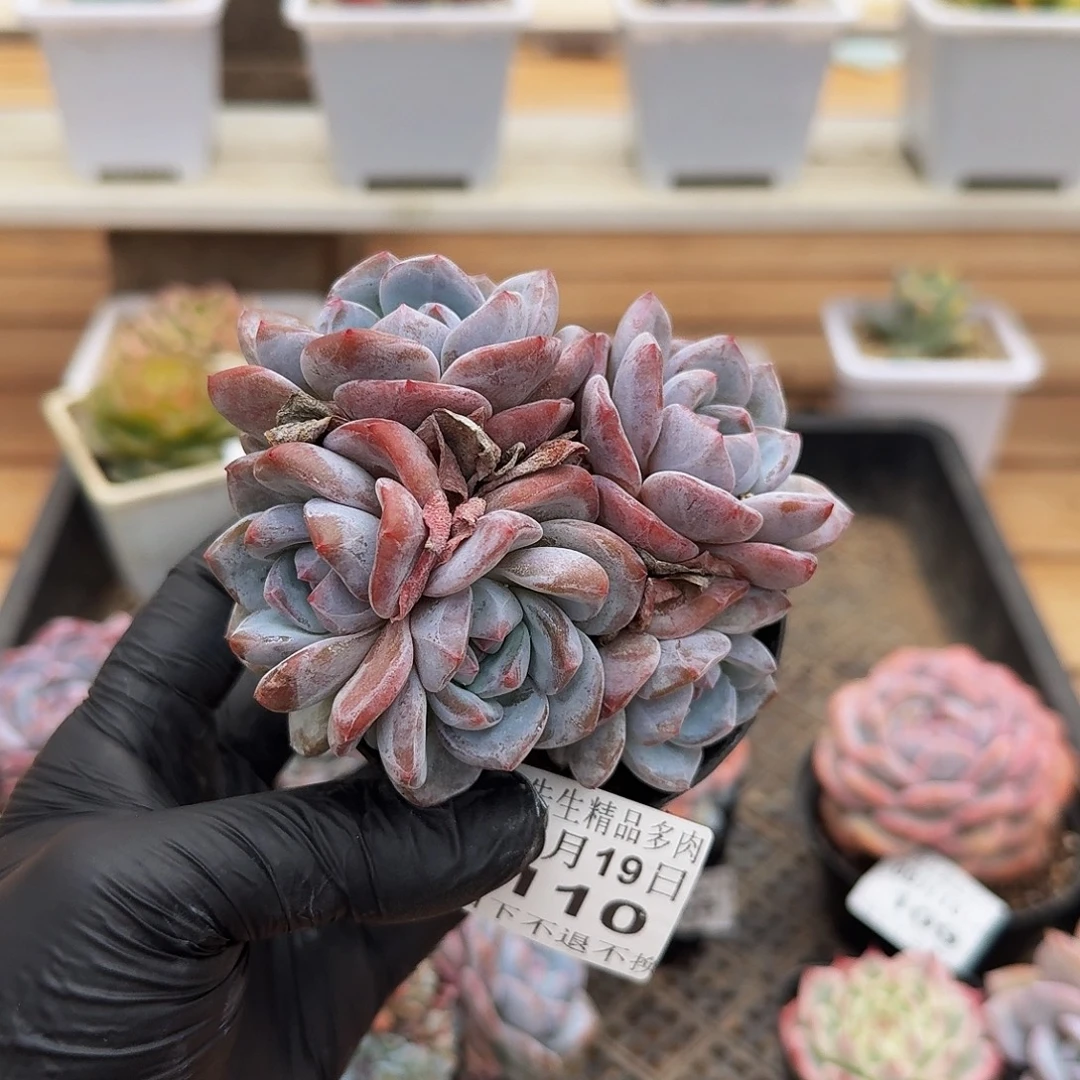 0919-110温斯莱特群
