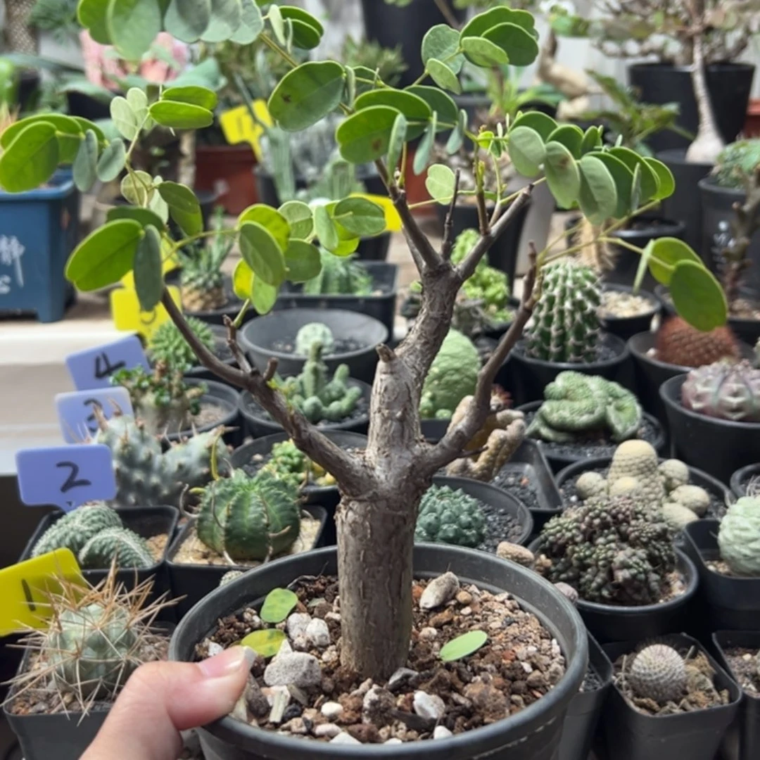 普米拉凤凰木带盆1111111111