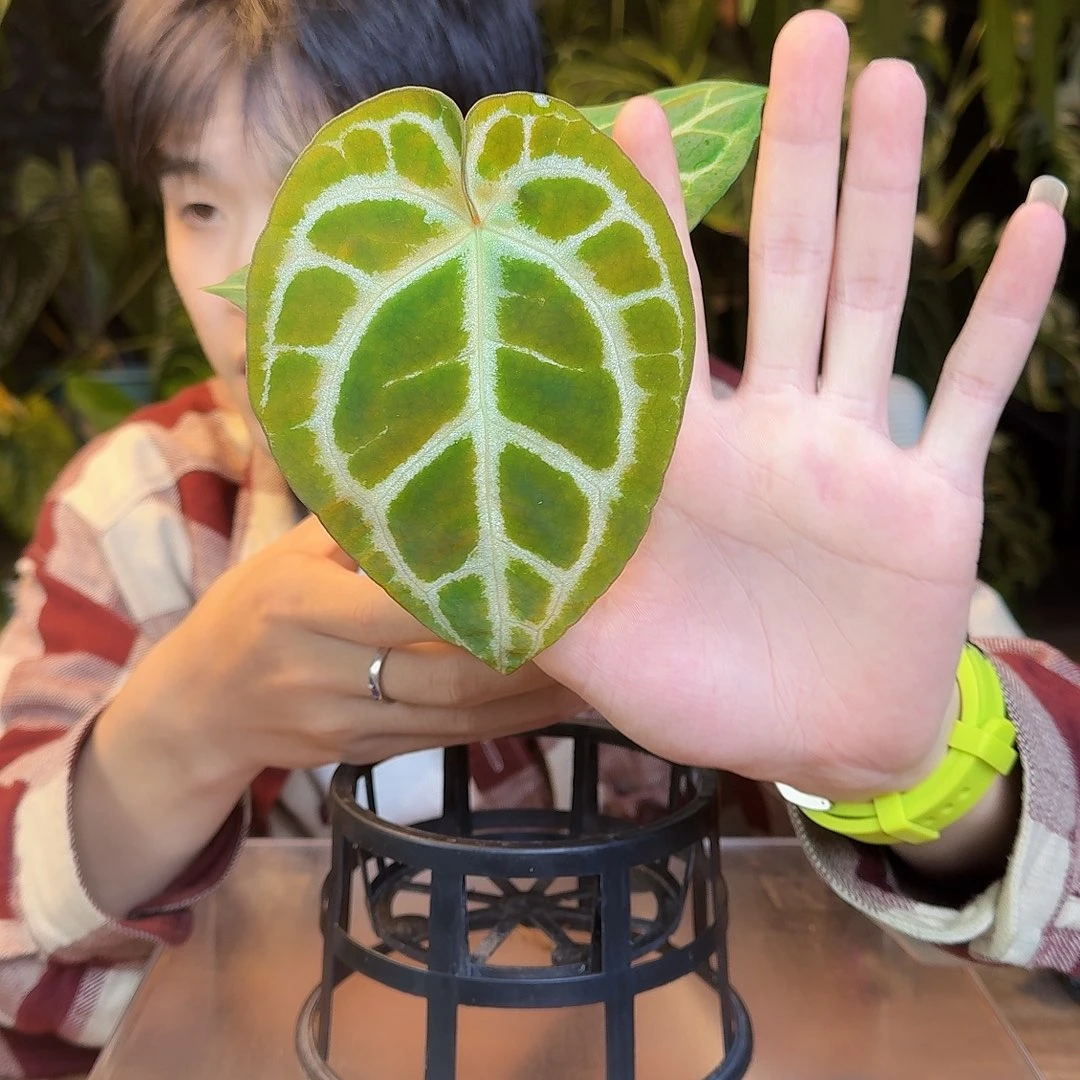 完全开放S119skg小钻石杂极致铜锣烧