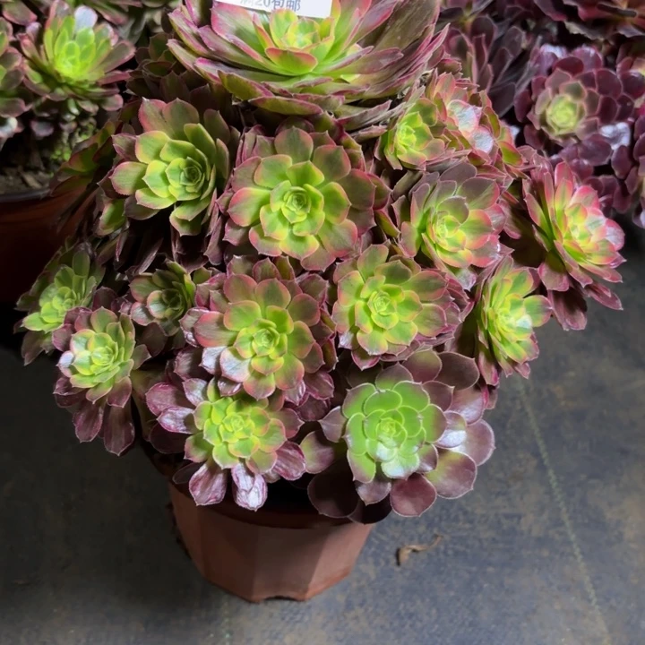 瑞妈，，，。。。。。182安娜，