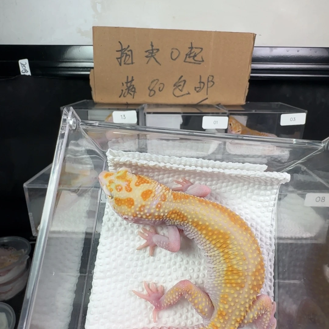 豹纹守宫新成体白黄暴龙妹妹