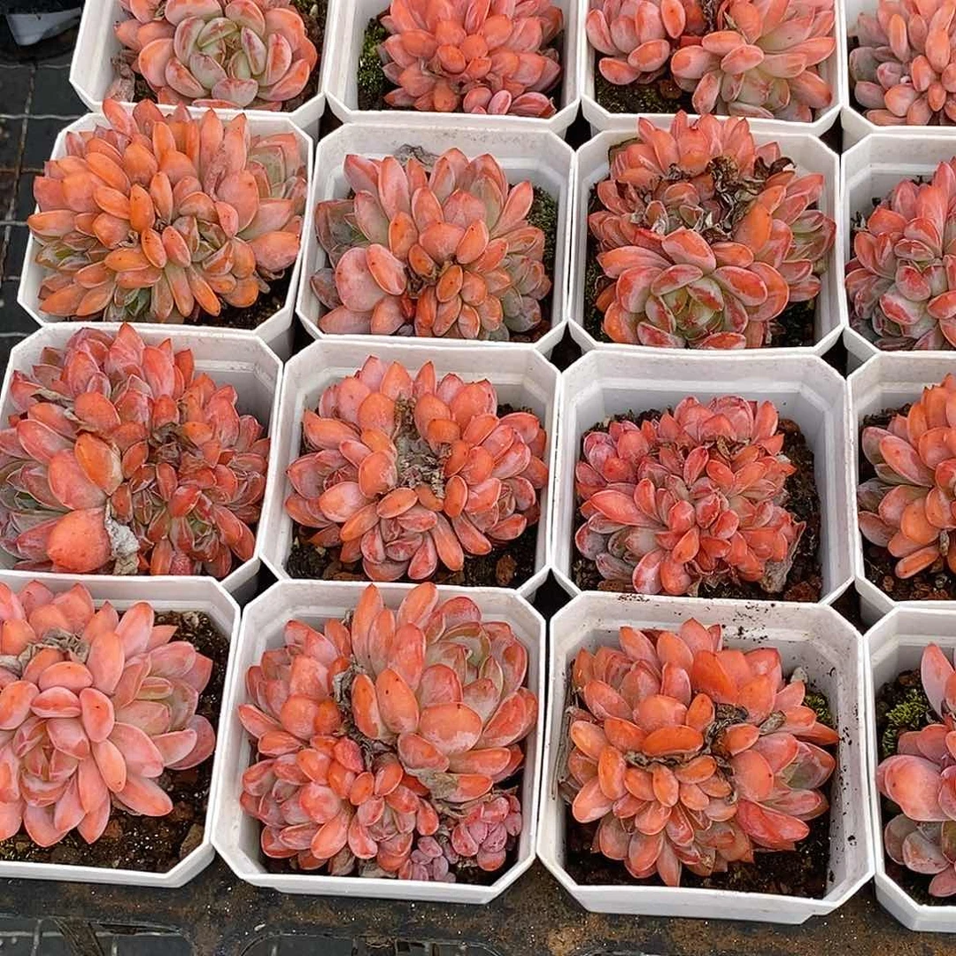 金汇园艺，全明星群