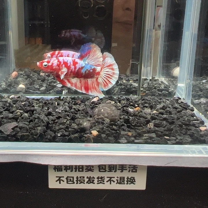 斗鱼跑单拉黑7日115