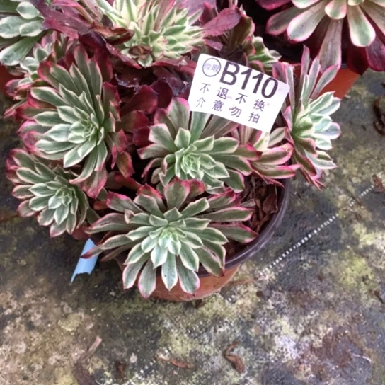 多肉植物云彩110