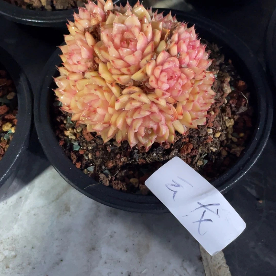 云龙专拍崩吧手捧花寄养