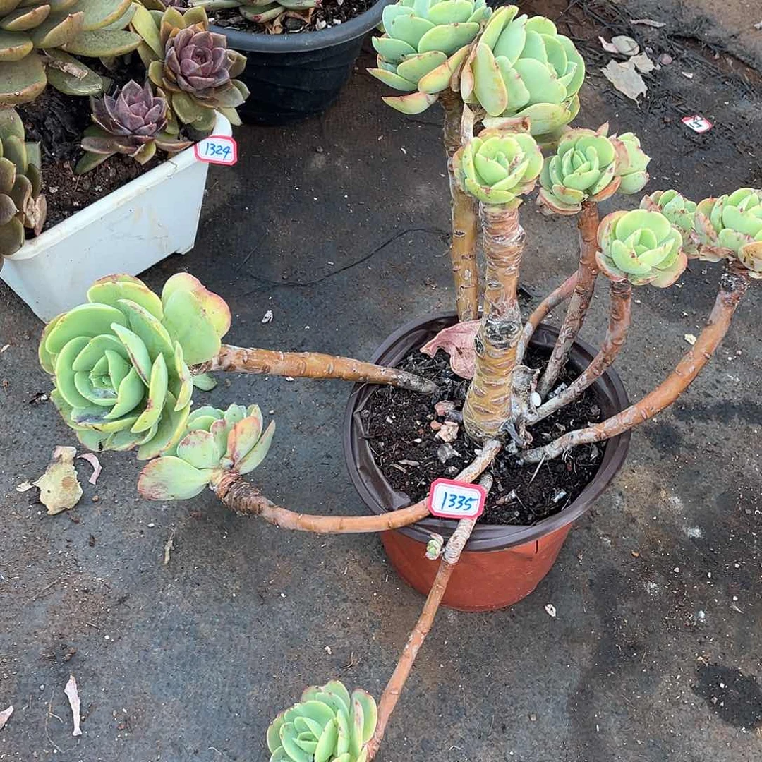 1335碧桃一物一拍多肉