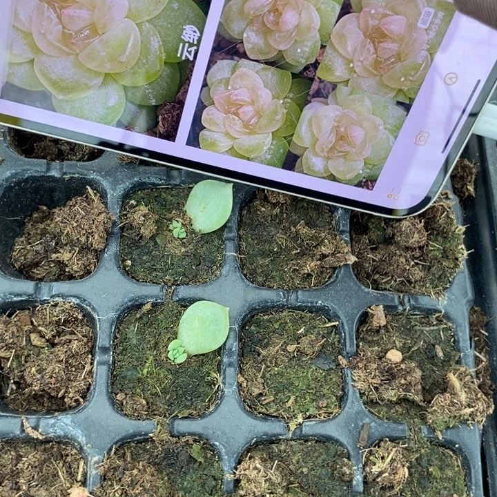 云渺821芽苗一个多肉