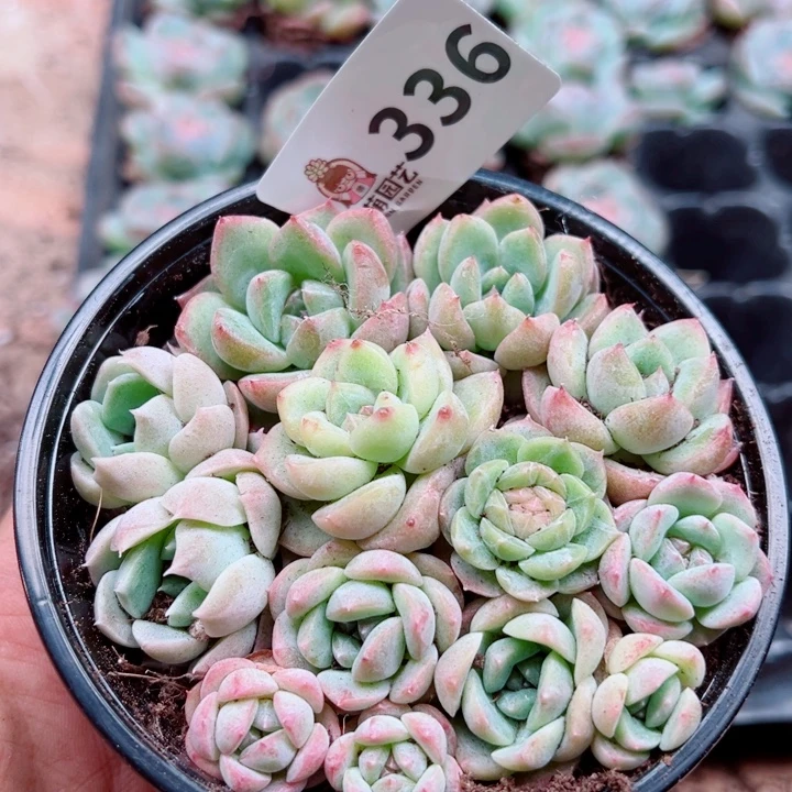 多肉植物多肉植物