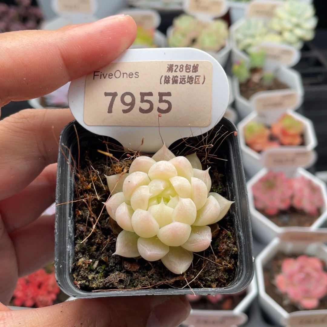 麦秆7955-4.0厘米