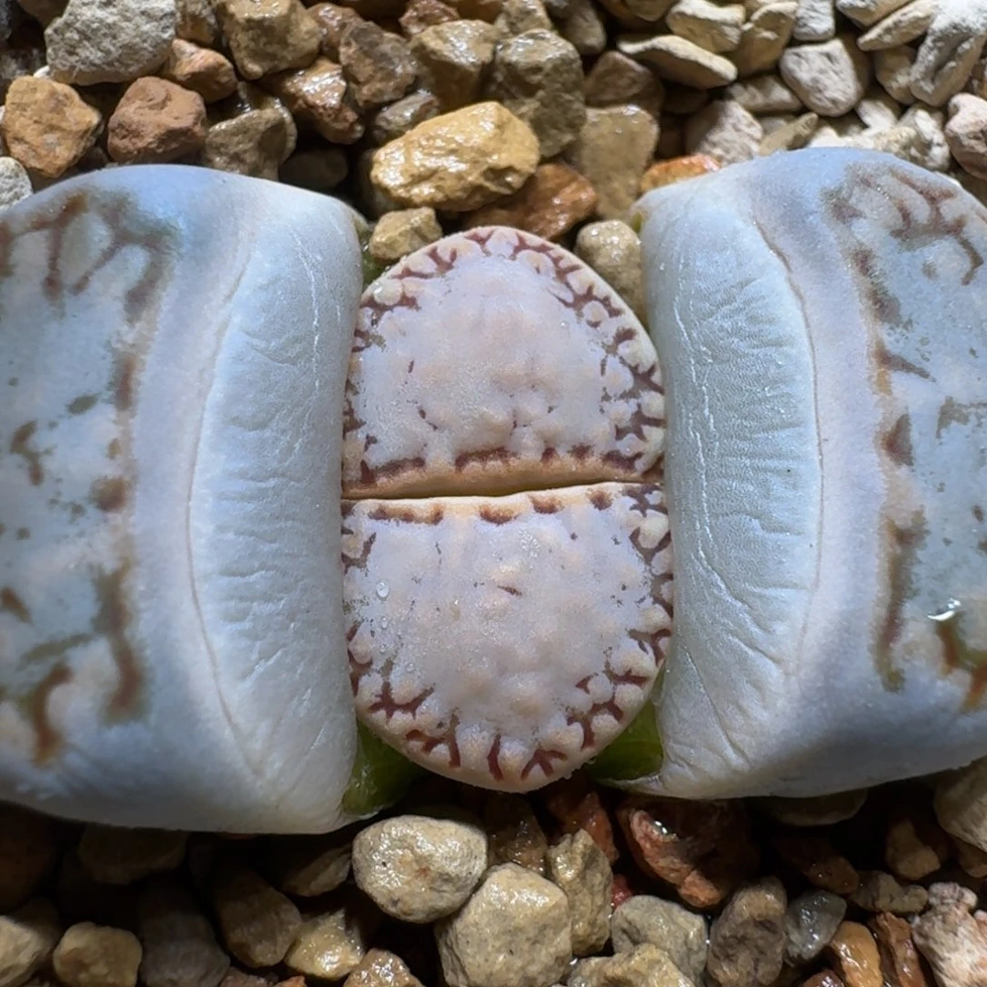 落***海0214-40饼干1621.6