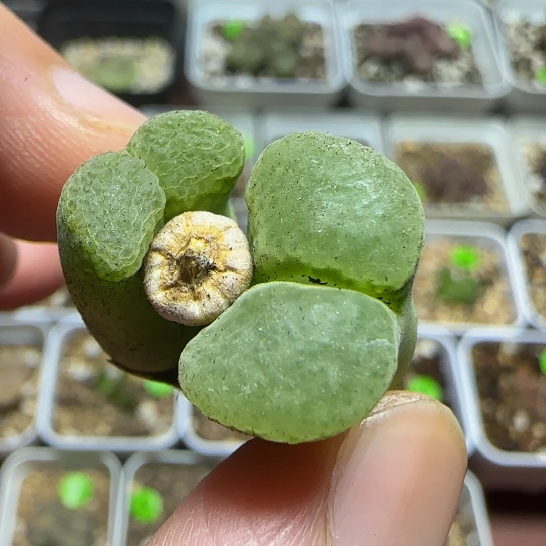 漂漂亮亮多肉植物61