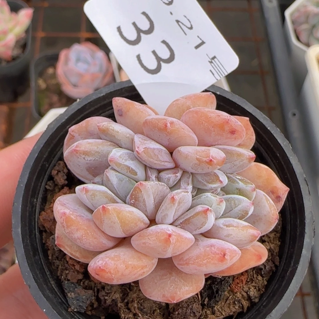 星影缀化一颗脱土发货