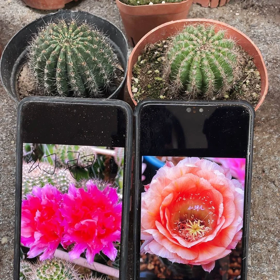 幻羽和国色自根球5公分左右