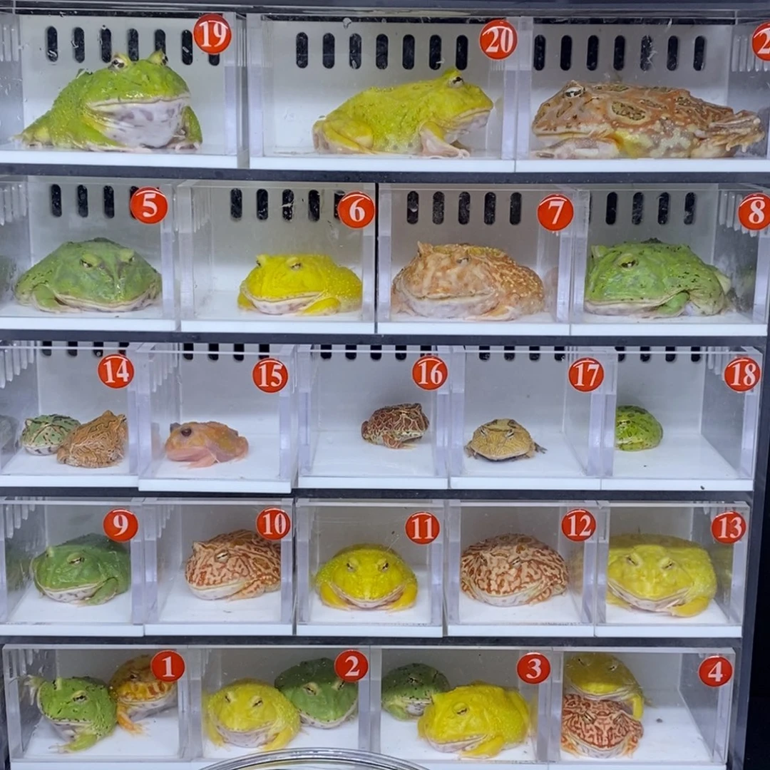 角蛙小丑一个3公分