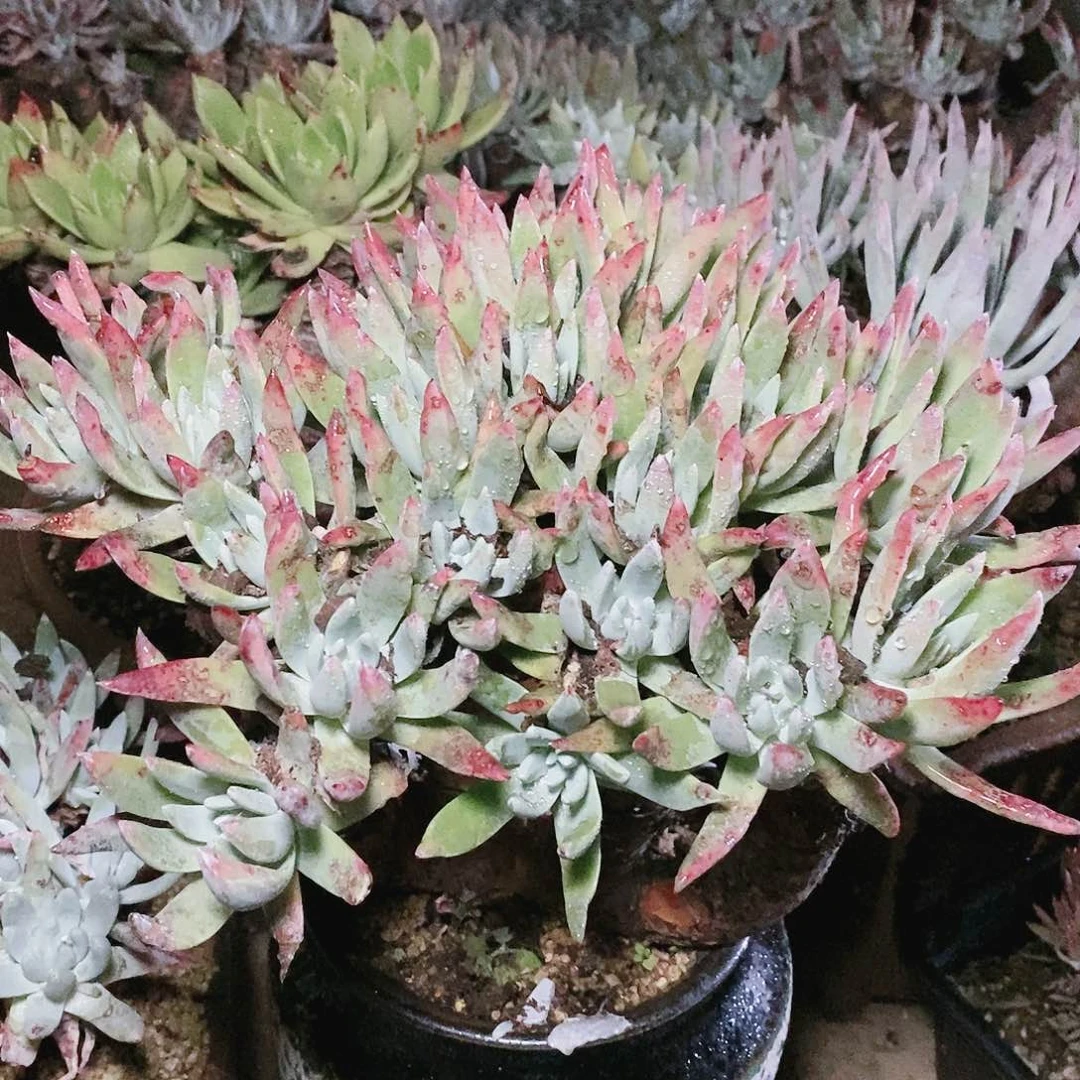 【闪购商品】哈哈哈初霜雪山多肉2085