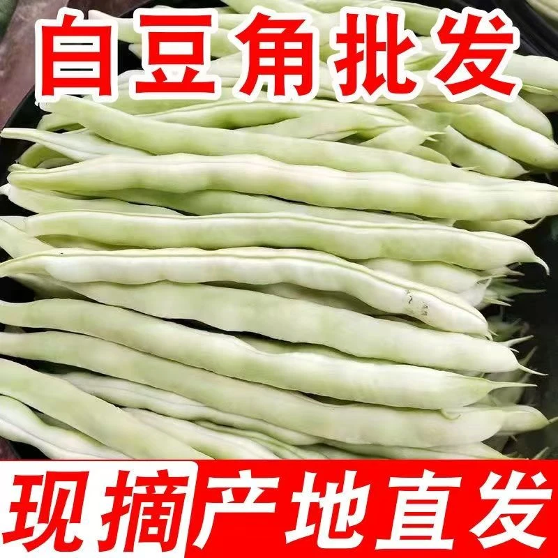 正宗白不老东北大白架豆角农家自种白芸豆新鲜四季豆现摘现发包邮