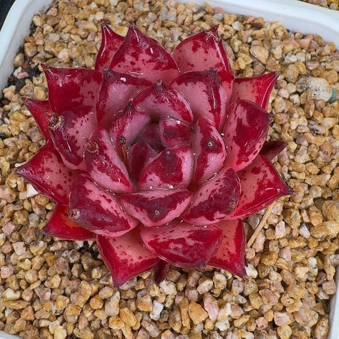 从前慢花园多肉编号血乌木