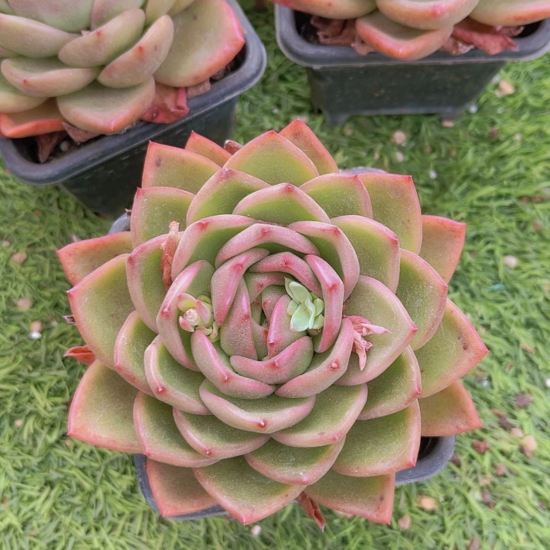 0姐魅力珍妮大官服8999999999999