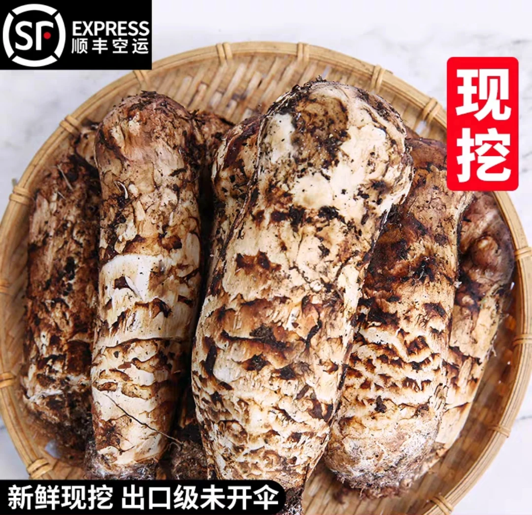 2025年香格里拉新鲜“AAA”级松树林松茸