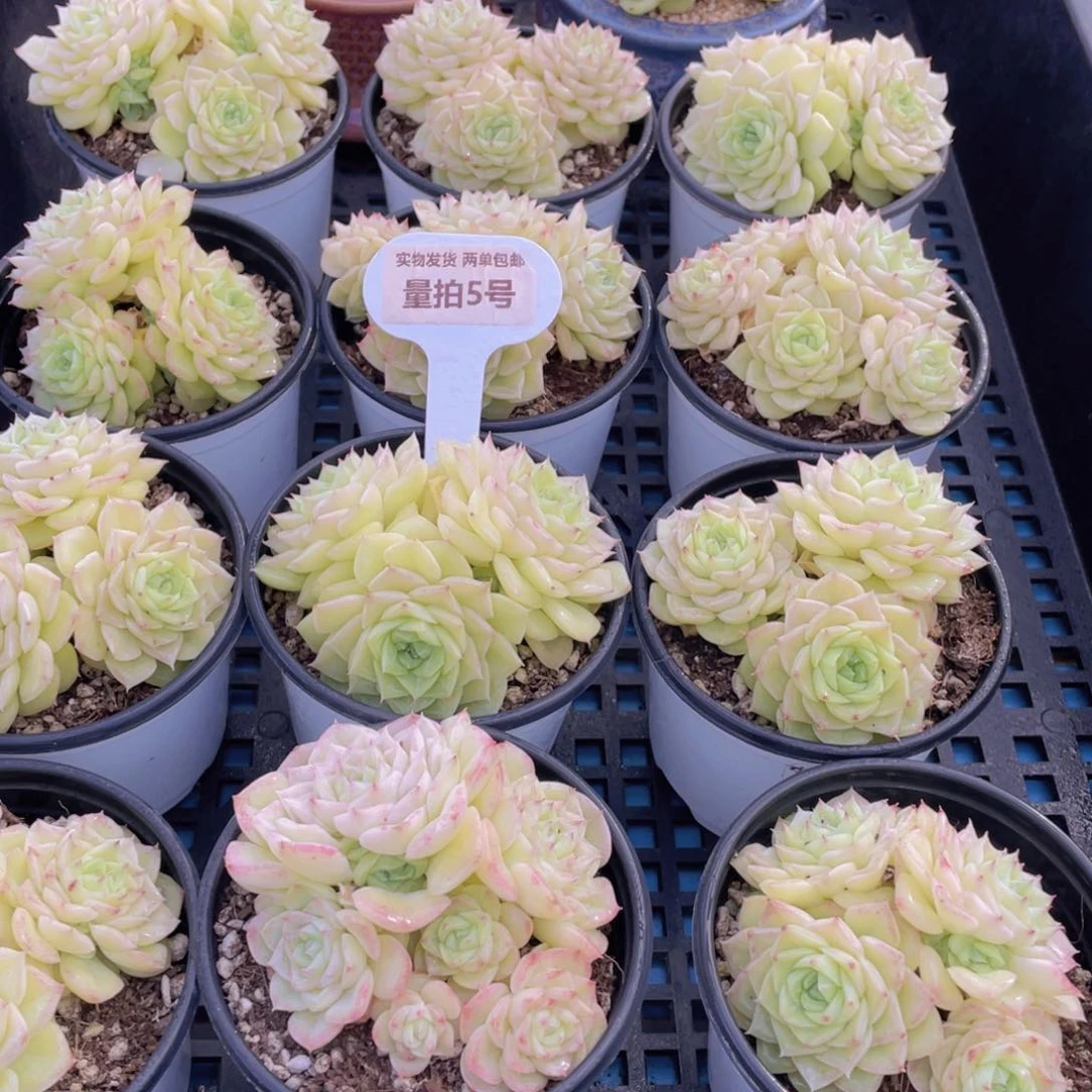 量拍5号珍妮果冻白天鹅麦秆群一个