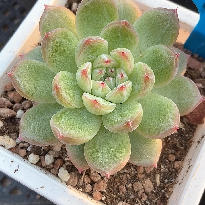 多肉植物雪花946多肉