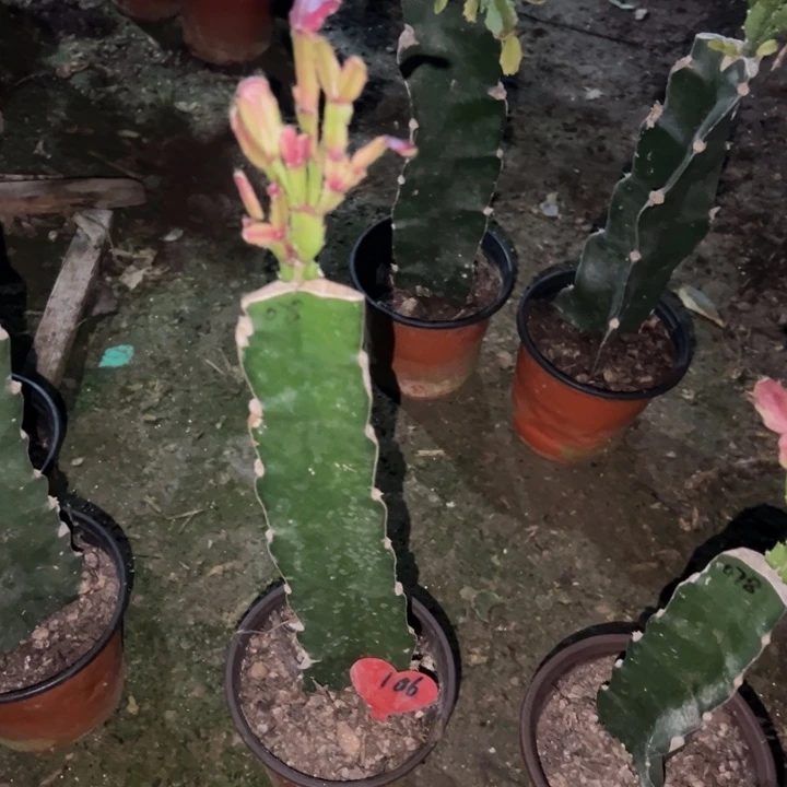 加***加当前无花栽培后可以开花078  106