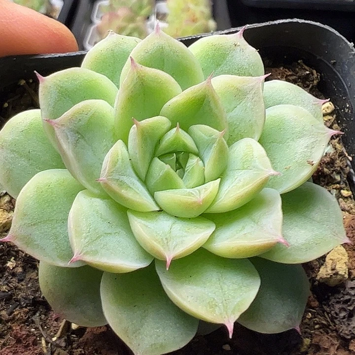 麦秆单头111111111