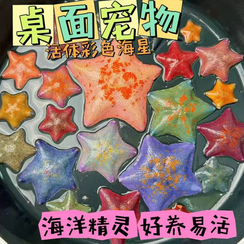 【海星饲养套餐套装】礼盒派大星活宠物迷你海燕海洋生物儿童礼物