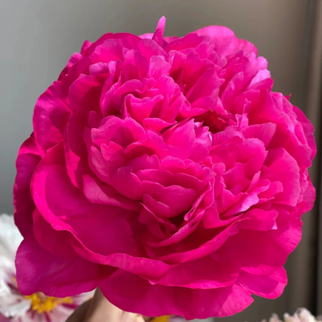 【红富士】精选红富士芍药家居摆放插花云南鲜花优质鲜切花