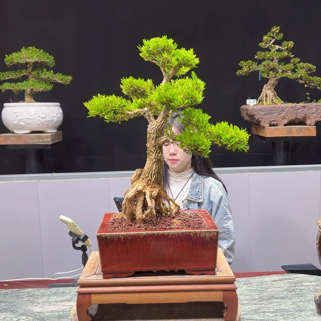 黄杨盆景老桩四季常青