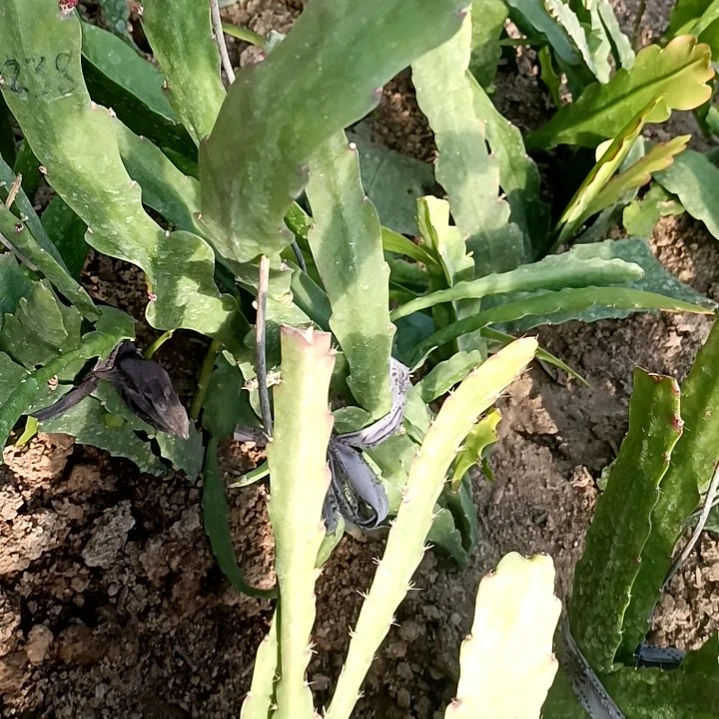 月*令箭何花礼服派对