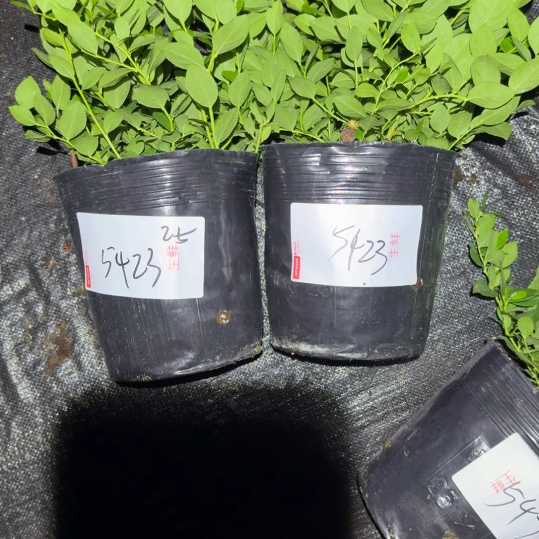 含*大钵25，两颗5423