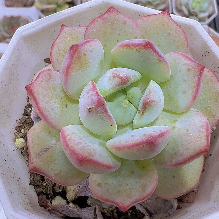 香草19包邮多肉植物