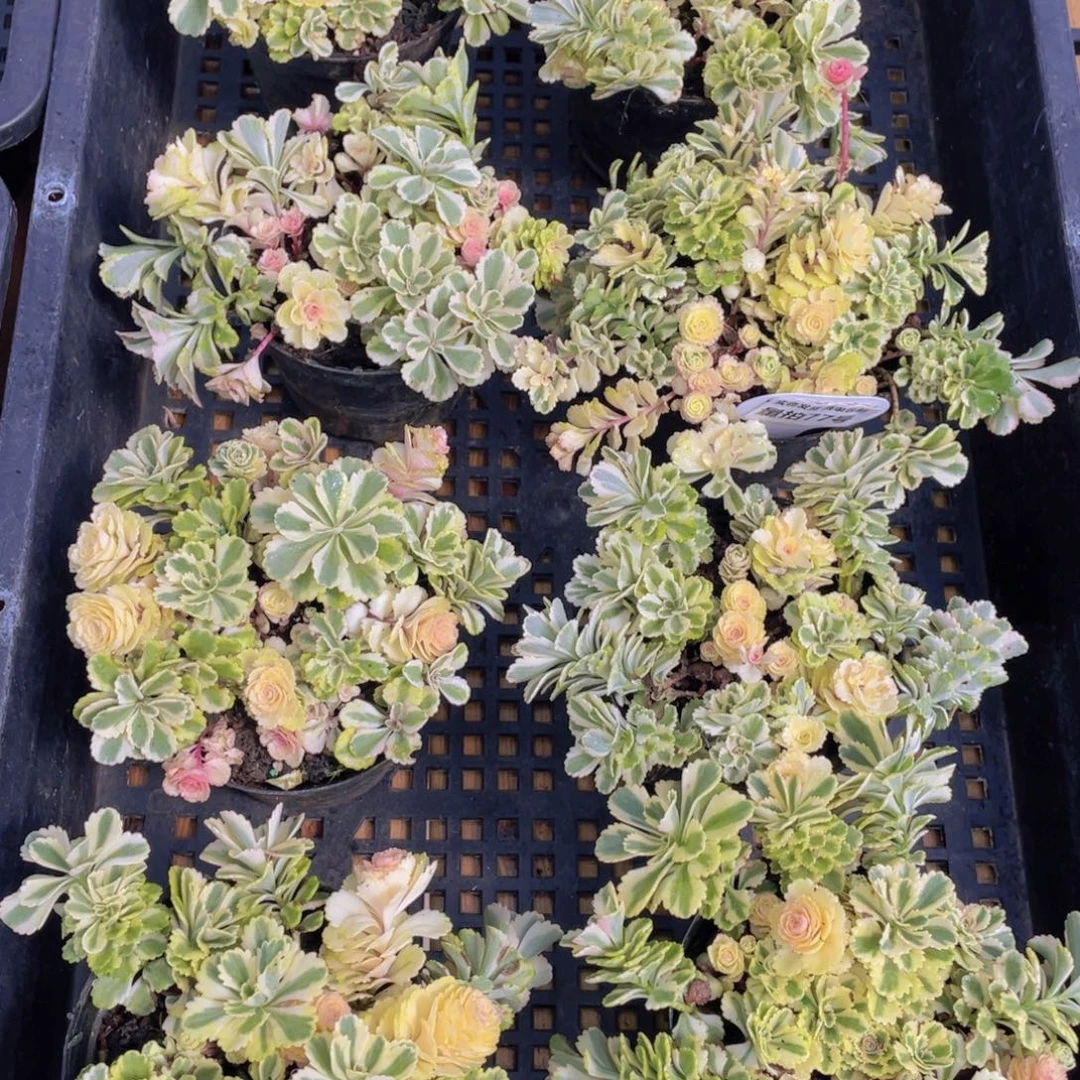 量拍77号 亚特兰蒂斯锦一盆