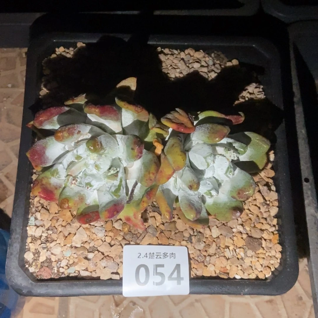 054多肉植物啦啦啦