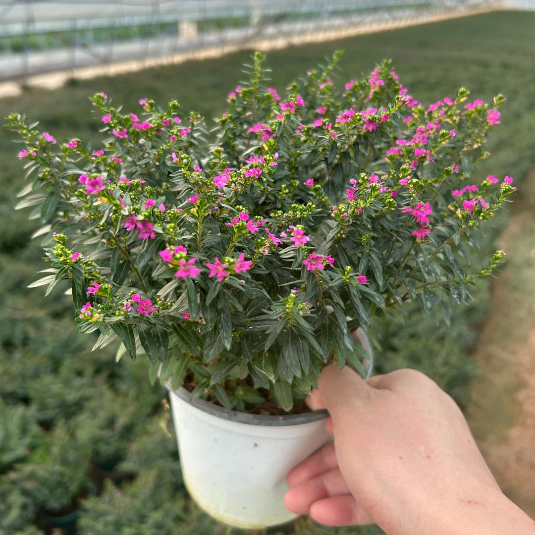 宝藏好物四季开花不断的满天星盆栽室内外好养观赏绿植