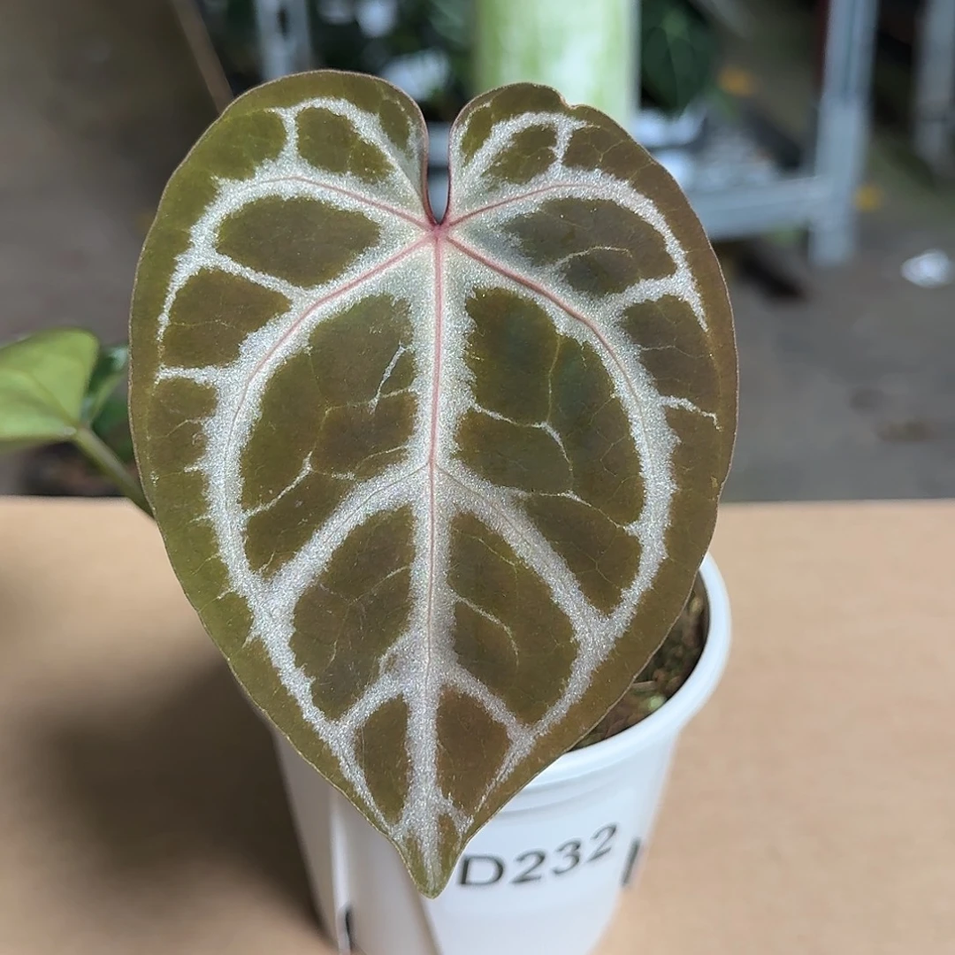 完全开放D231粉脉水晶杂skg银