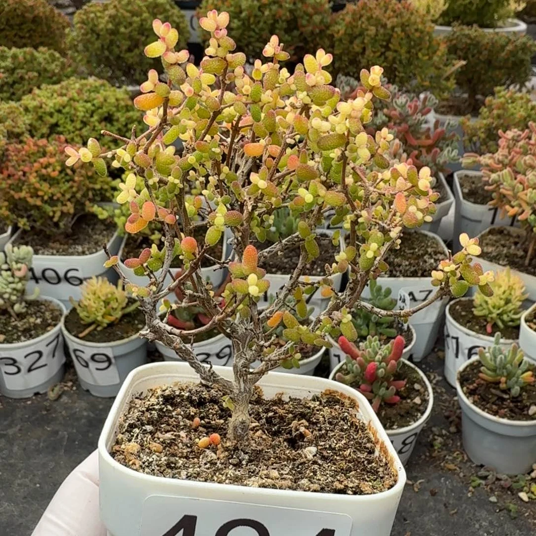 494糖球3号锦老桩