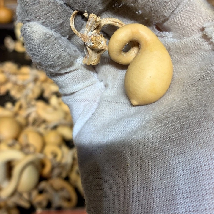 金蟾在我这里的感觉太