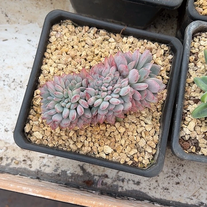 黑曼巴群生缀化多肉