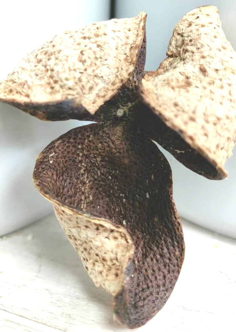 2020年东甲黄盆围大青皮