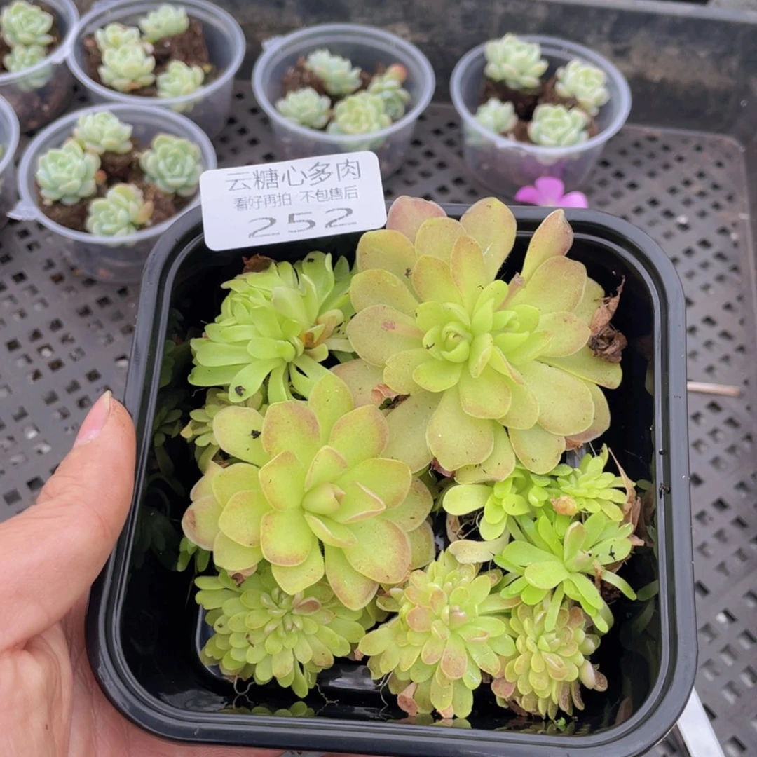云糖心多肉植物252