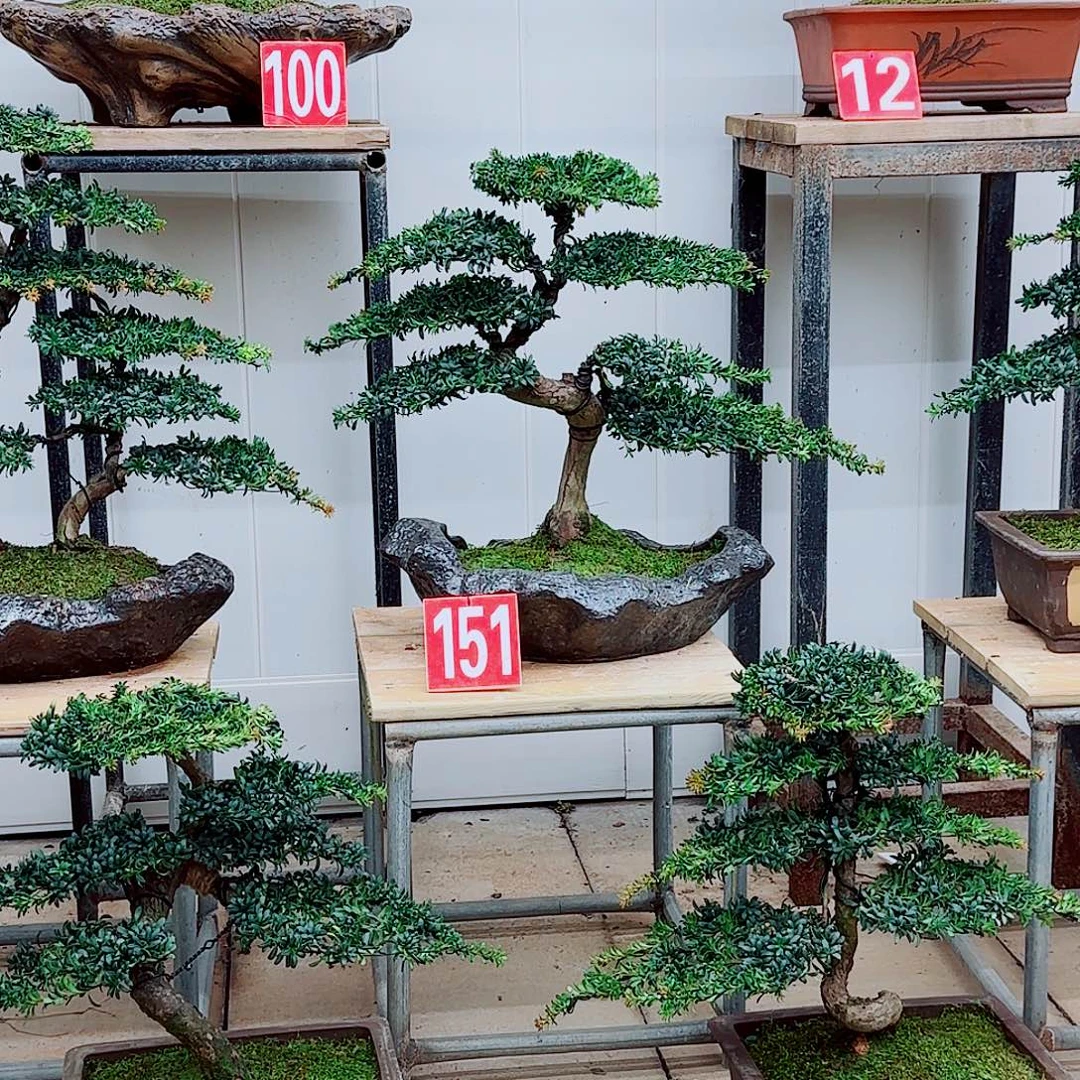 完全开放盆景园林盆景