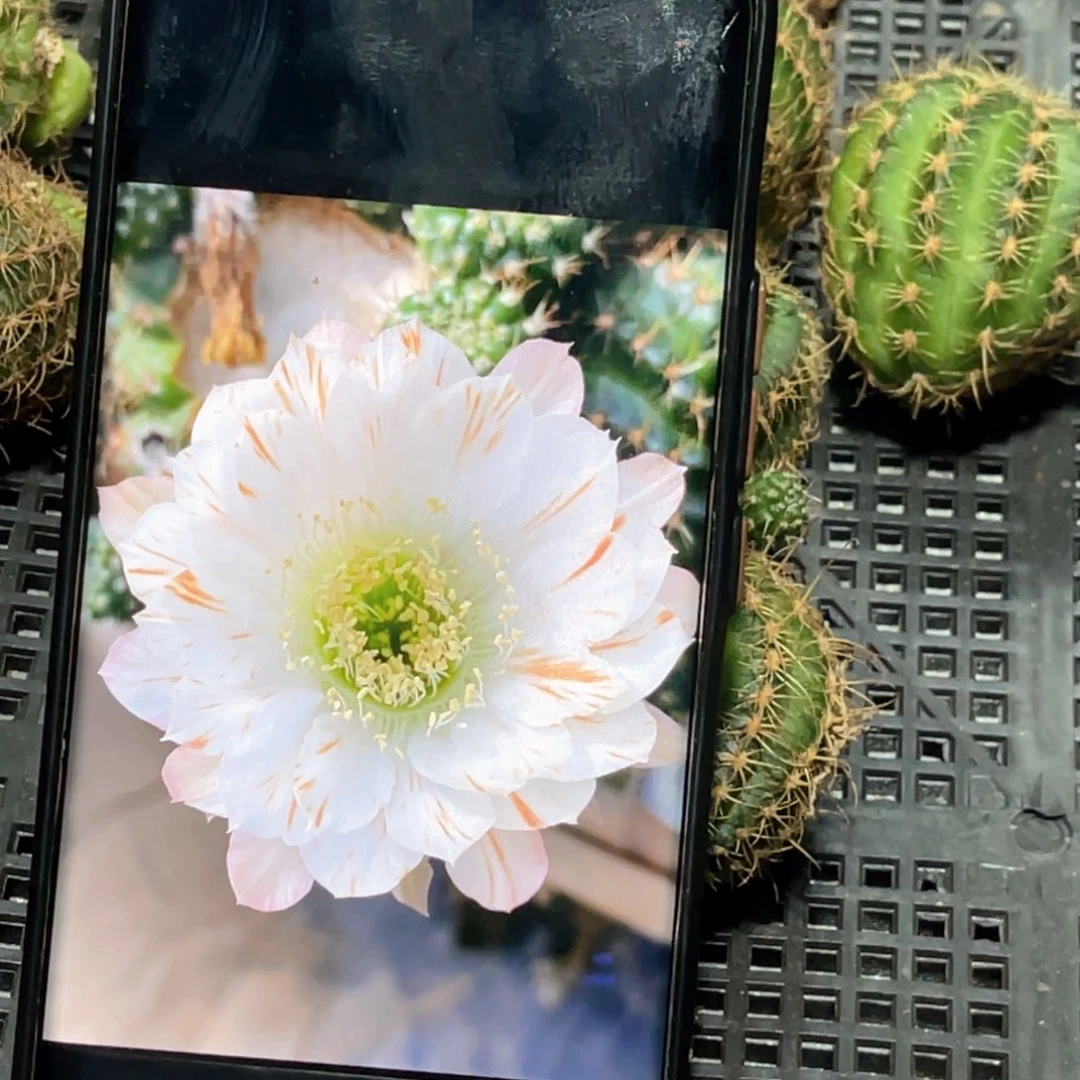 丽花满天星侧芽 歪 满20包邮冠幅3–4公分