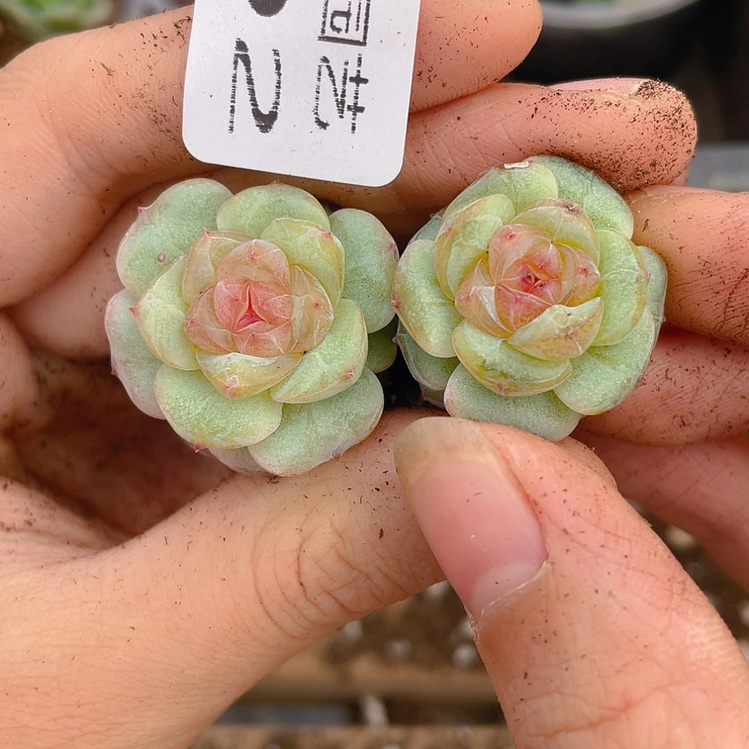 多肉植物多肉植物492