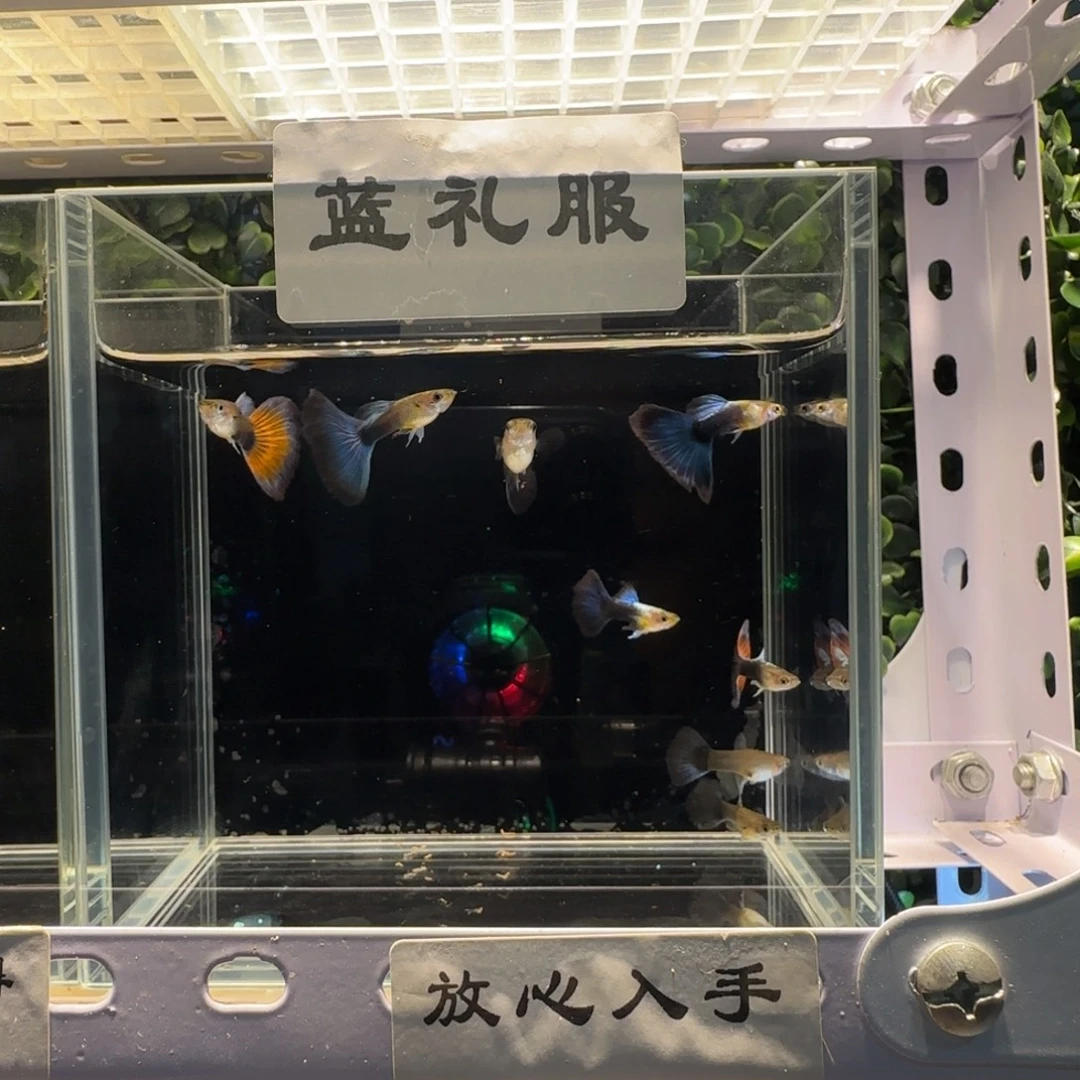 孔雀鱼蓝礼服两对两跑红
