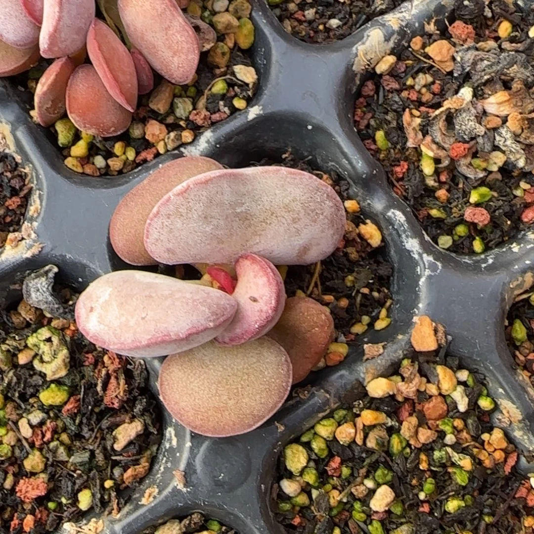 波浪边紫蛋水泡多肉