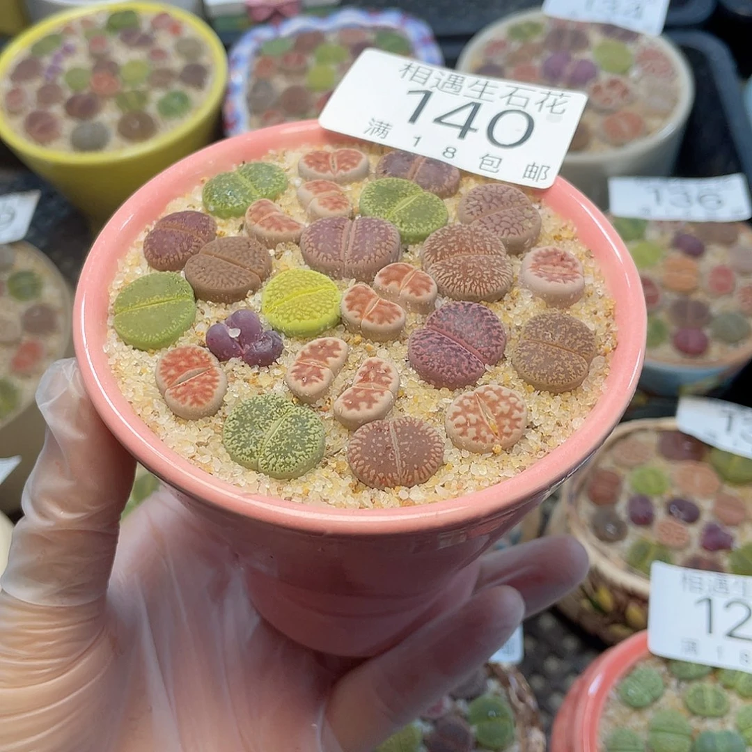 相遇开播福利140